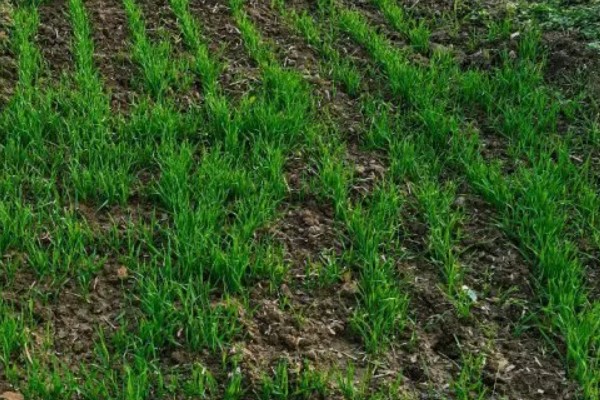 小麦条锈病怎么防治,首先要选择抗病品种