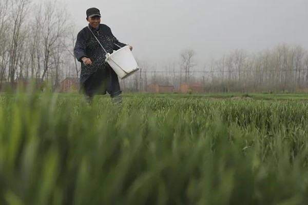 小麦条锈病怎么防治,首先要选择抗病品种