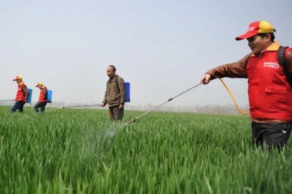 小麦条锈病怎么防治,首先要选择抗病品种