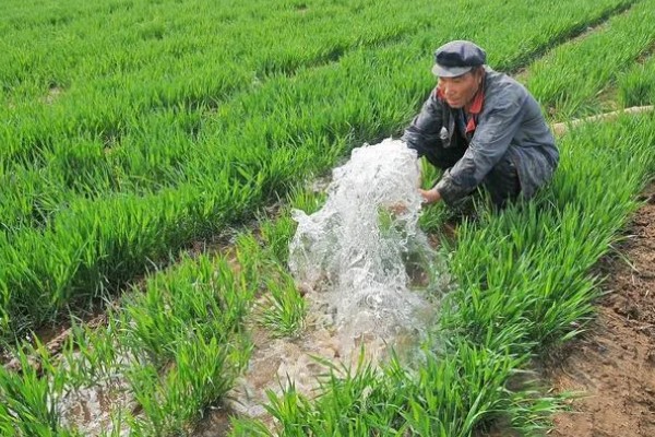 小麦条锈病怎么防治,首先要选择抗病品种