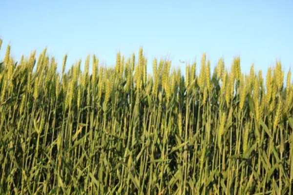 小麦条锈病怎么防治,首先要选择抗病品种