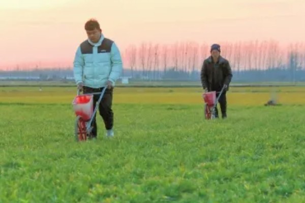 小麦条锈病怎么防治,首先要选择抗病品种