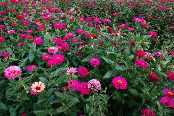 百日草如何栽培，可种子繁殖或扦插繁殖