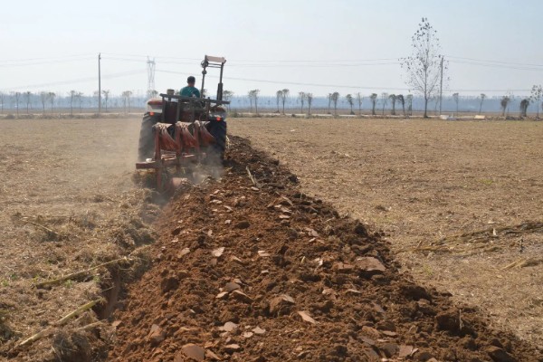 百日草如何栽培，可种子繁殖或扦插繁殖