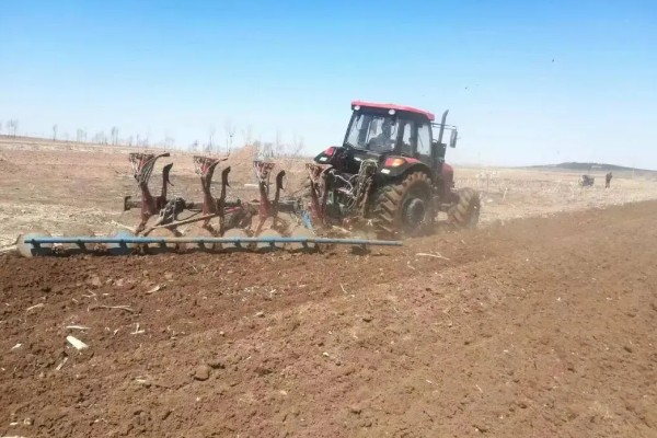 百日草如何栽培，可种子繁殖或扦插繁殖