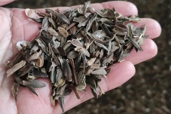 百日草如何栽培，可种子繁殖或扦插繁殖