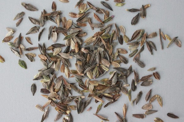 百日草如何栽培，可种子繁殖或扦插繁殖