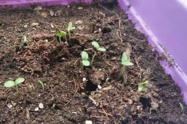 百日草如何栽培，可种子繁殖或扦插繁殖