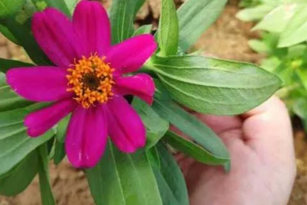 百日草如何栽培，可种子繁殖或扦插繁殖