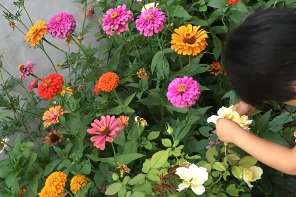 百日草如何栽培，可种子繁殖或扦插繁殖