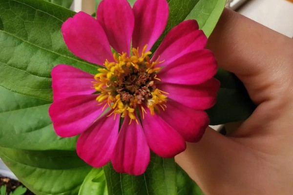 百日草如何栽培，可种子繁殖或扦插繁殖