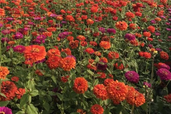 百日草如何栽培，可种子繁殖或扦插繁殖