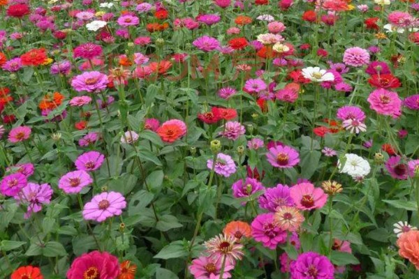 百日草如何栽培，可种子繁殖或扦插繁殖