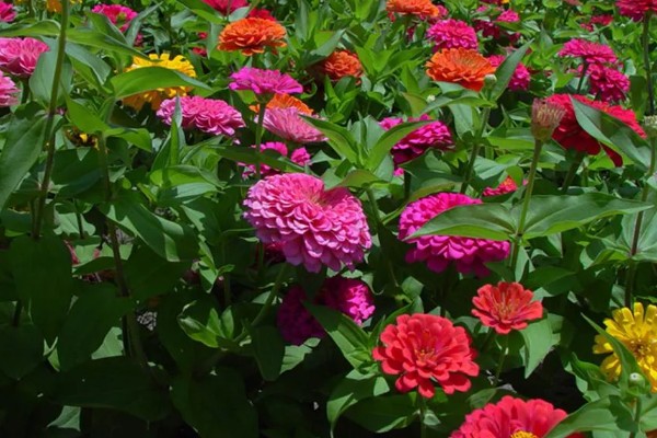 百日草如何栽培，可种子繁殖或扦插繁殖