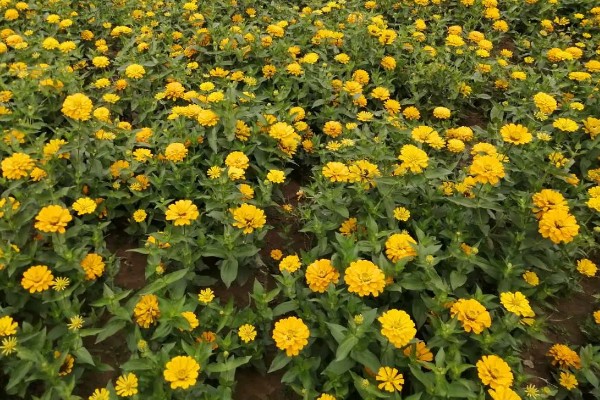 百日草如何栽培，可种子繁殖或扦插繁殖