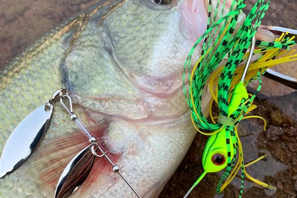 亮片钓什么鱼效果好，可以钓鲈鱼、马口鱼、黑鱼等