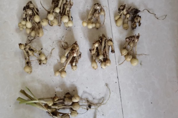 姜荷花烂根怎么解决，不严重的话剪除烂根部分重新栽