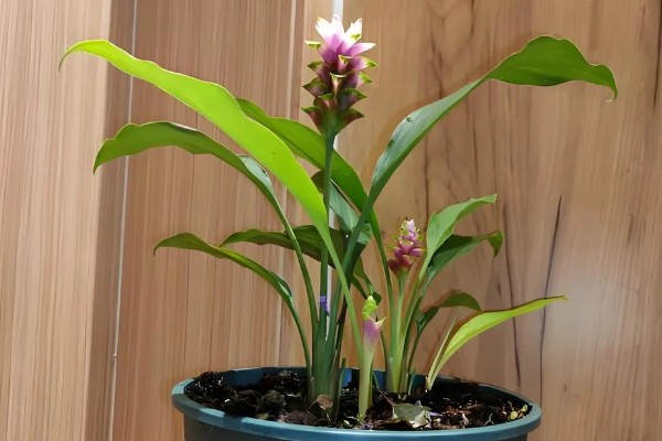 姜荷花烂根怎么解决，不严重的话剪除烂根部分重新栽