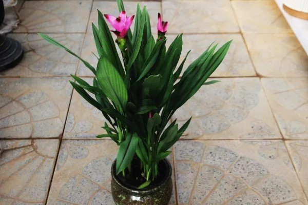 姜荷花烂根怎么解决，不严重的话剪除烂根部分重新栽