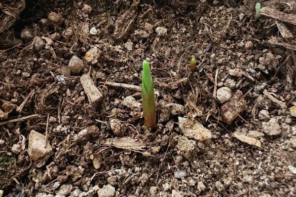 姜荷花烂根怎么解决，不严重的话剪除烂根部分重新栽