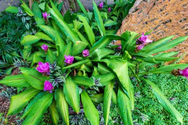 姜荷花烂根怎么解决，不严重的话剪除烂根部分重新栽