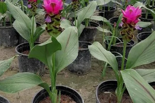 姜荷花烂根怎么解决，不严重的话剪除烂根部分重新栽