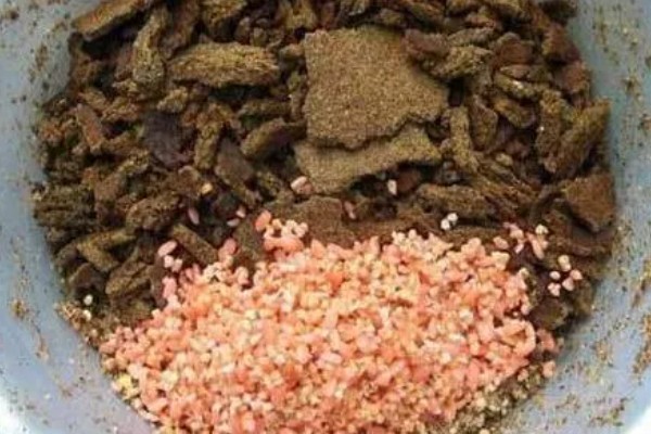 钓鲢鳙是草莓味还是酸臭味好,取决于鱼情、水情、季节等