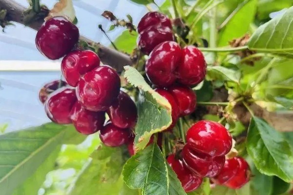 车厘子几月份成熟，成熟时间通常为5-6月