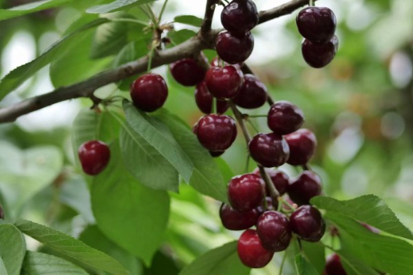 车厘子几月份成熟，成熟时间通常为5-6月