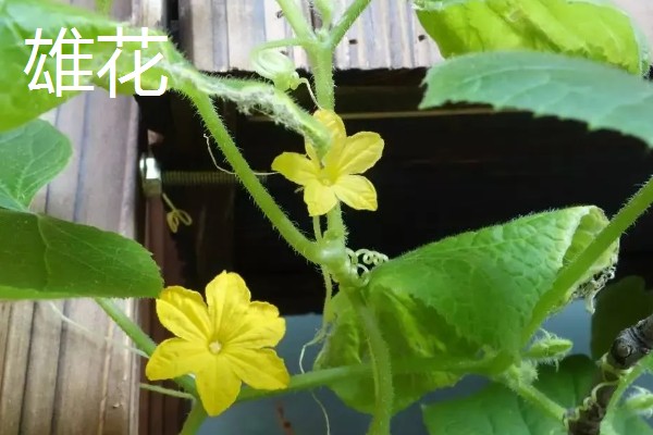 黄瓜雄花和雌花的区别，花托下方结构、花朵性状均不同