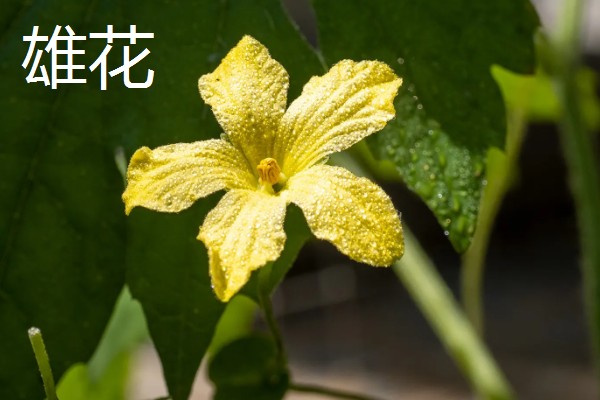 黄瓜雄花和雌花的区别，花托下方结构、花朵性状均不同