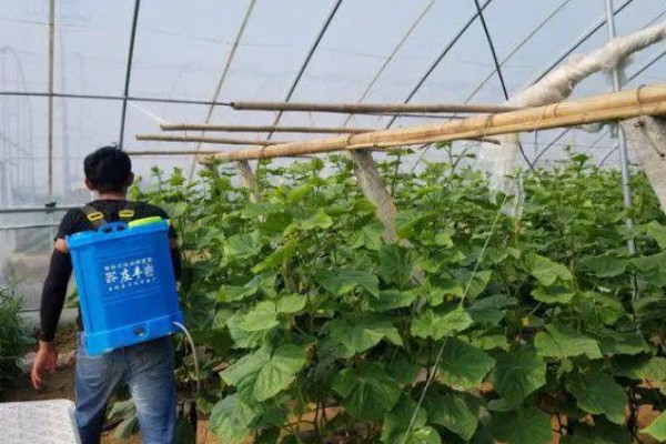 黄瓜雄花和雌花的区别，花托下方结构、花朵性状均不同