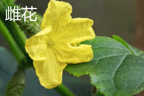 黄瓜雄花和雌花的区别，花托下方结构、花朵性状均不同
