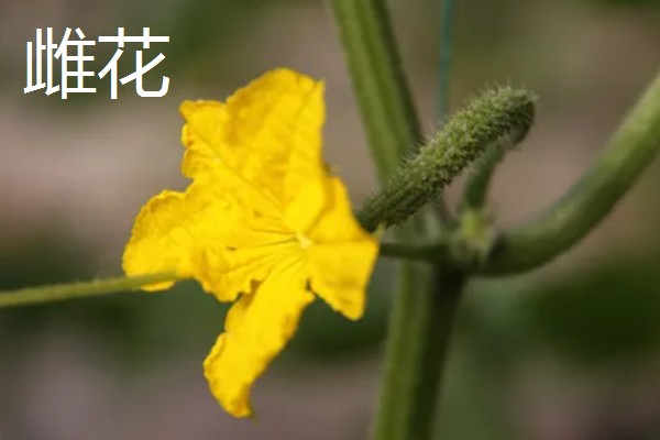 黄瓜雄花和雌花的区别，花托下方结构、花朵性状均不同