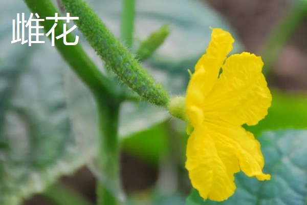 黄瓜雄花和雌花的区别，花托下方结构、花朵性状均不同