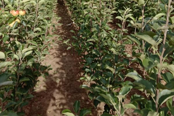 沙果的栽培技术，授粉树要选择适合当地的环境的