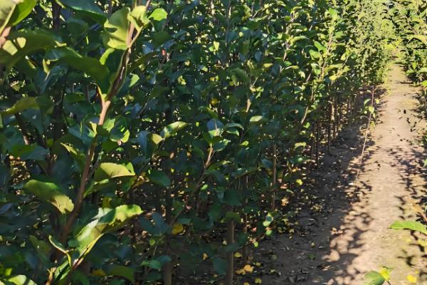 沙果的栽培技术，授粉树要选择适合当地的环境的