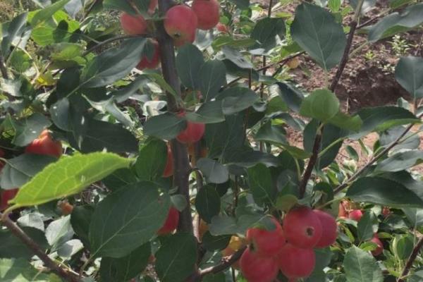 沙果的栽培技术，授粉树要选择适合当地的环境的