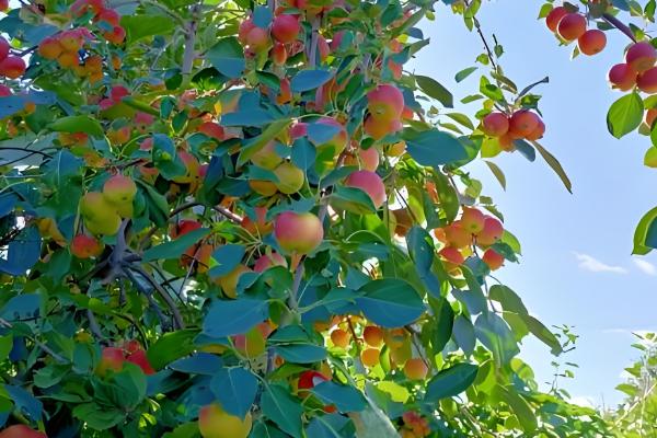 沙果的栽培技术，授粉树要选择适合当地的环境的