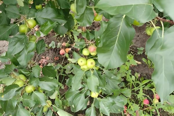 沙果的栽培技术，授粉树要选择适合当地的环境的