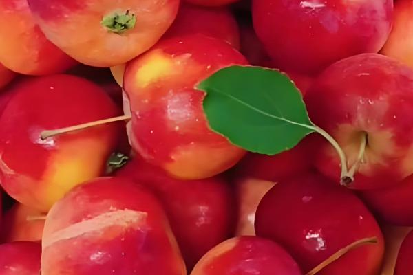 沙果的栽培技术，授粉树要选择适合当地的环境的