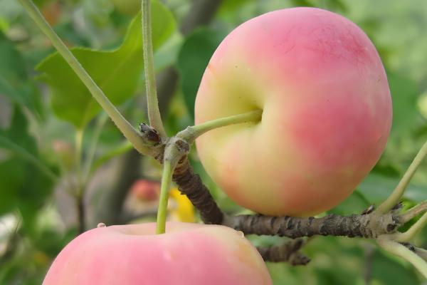 沙果的栽培技术，授粉树要选择适合当地的环境的