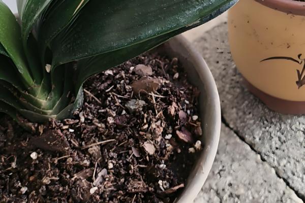 松针土不适合种哪些植物，不适合种石竹、玫瑰、天竺葵等