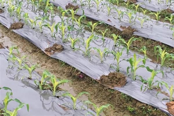 银灰地膜的作用，能起到驱避蚜虫、反射紫外线等效果