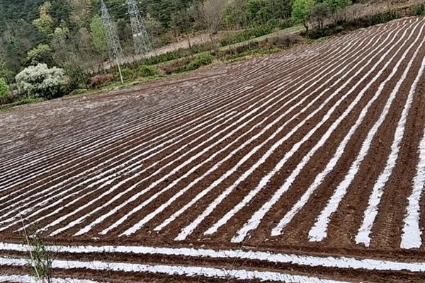 银灰地膜的作用，能起到驱避蚜虫、反射紫外线等效果