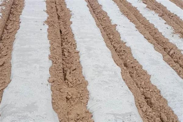 银灰地膜的作用，能起到驱避蚜虫、反射紫外线等效果