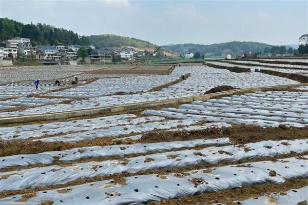 银灰地膜的作用，能起到驱避蚜虫、反射紫外线等效果