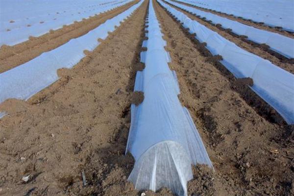 银灰地膜的作用，能起到驱避蚜虫、反射紫外线等效果