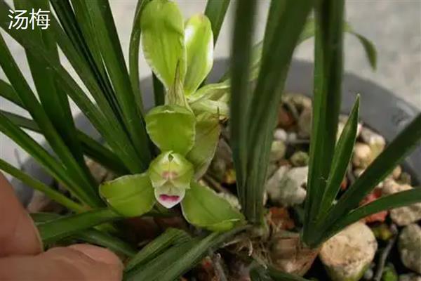 春兰花的品种，常见的有汤梅、西湖梅等