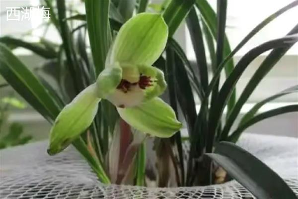 春兰花的品种，常见的有汤梅、西湖梅等